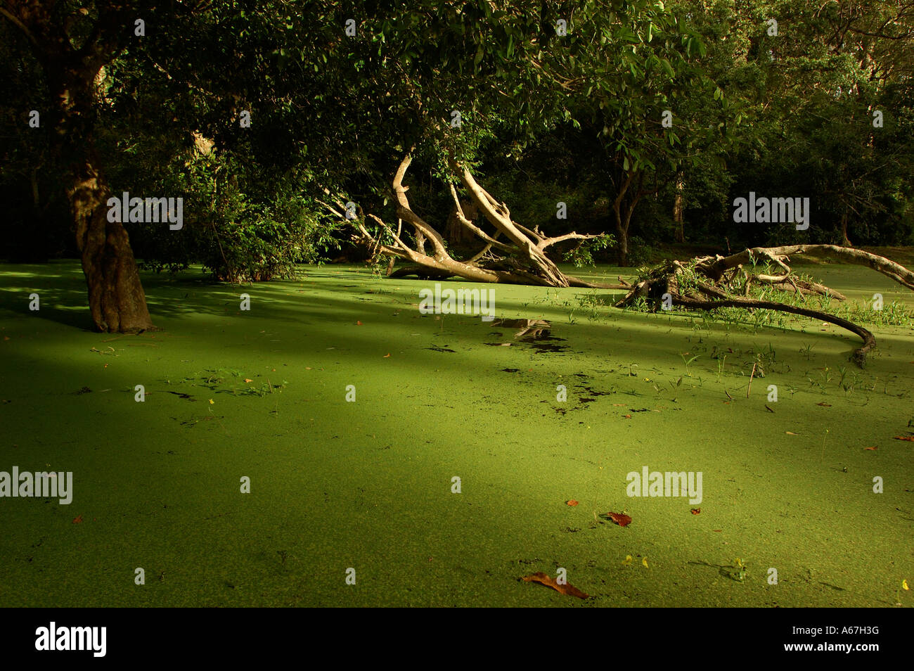 A green foliage covers the flooded gardens of Angkor Wat (or Angkor Vat) - Khmer temple,  Angkor, Cambodia. Stock Photo