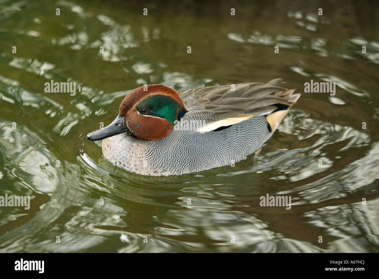 Common teal - drake / Anas crecca Stock Photo