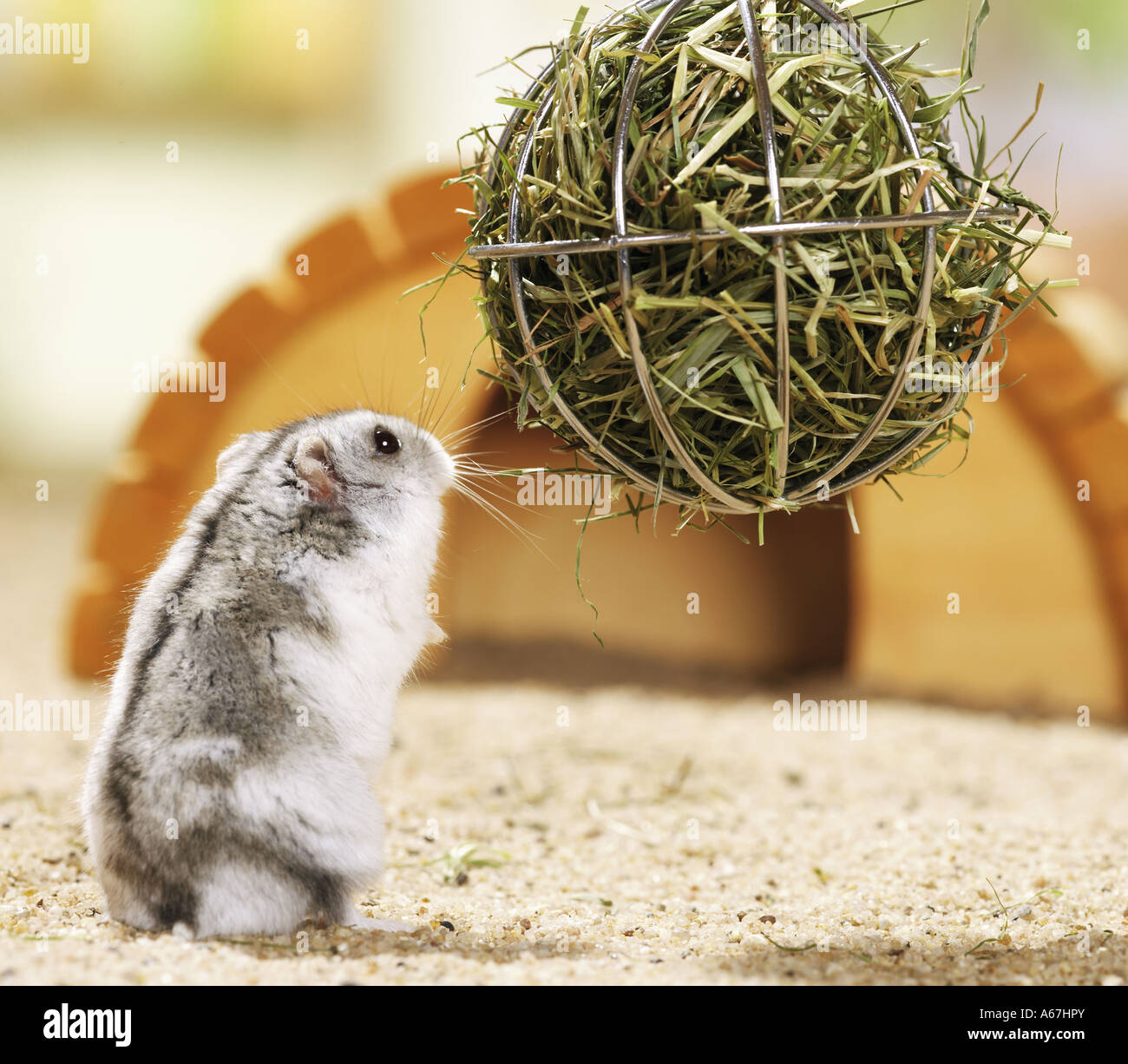 Thumbnail for Dwarf Hamster Hay Pellet Ratio
