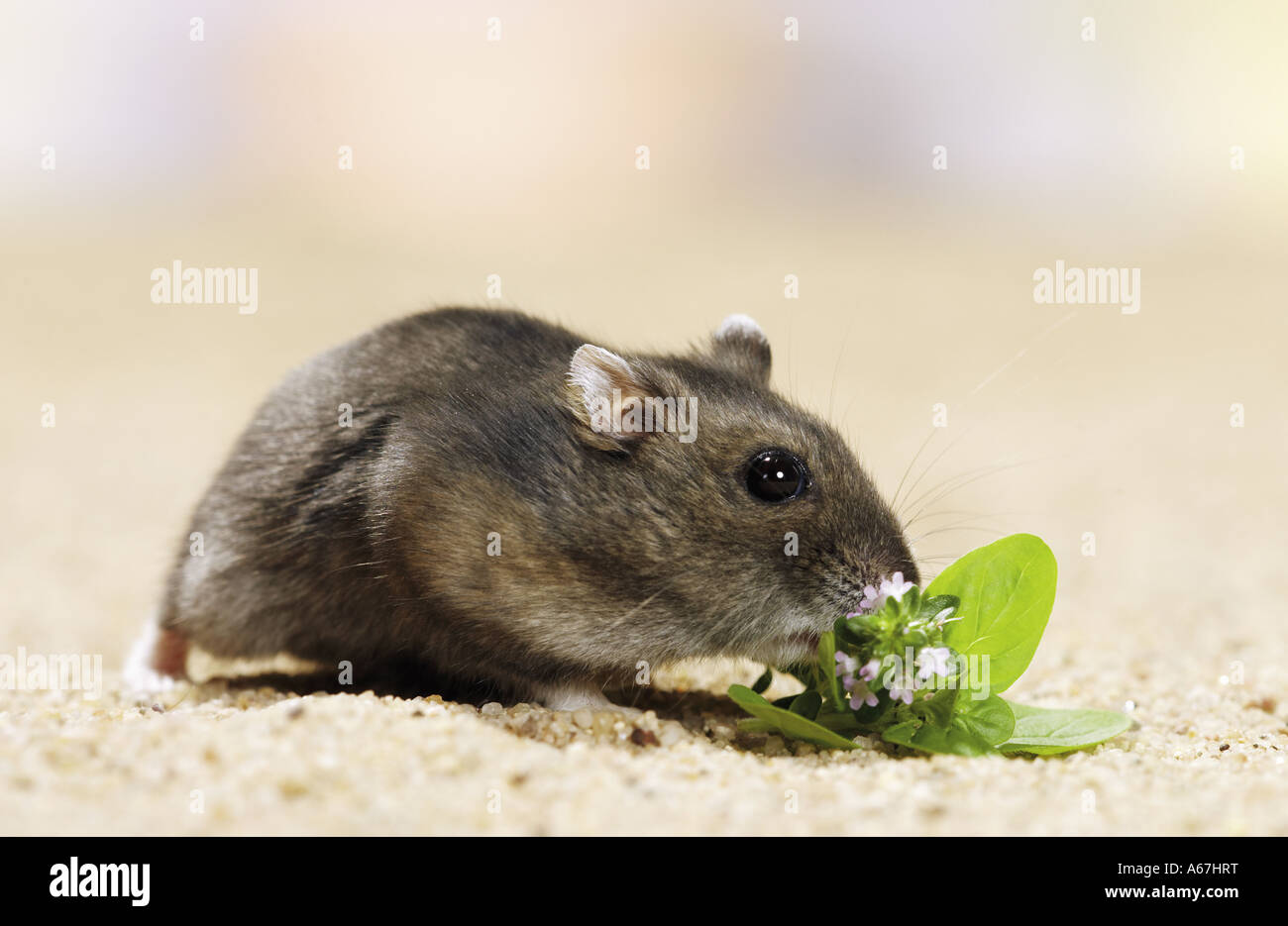 Dzhungarian Dwarf Hamster - munching / Phodopus sungorus Stock Photo