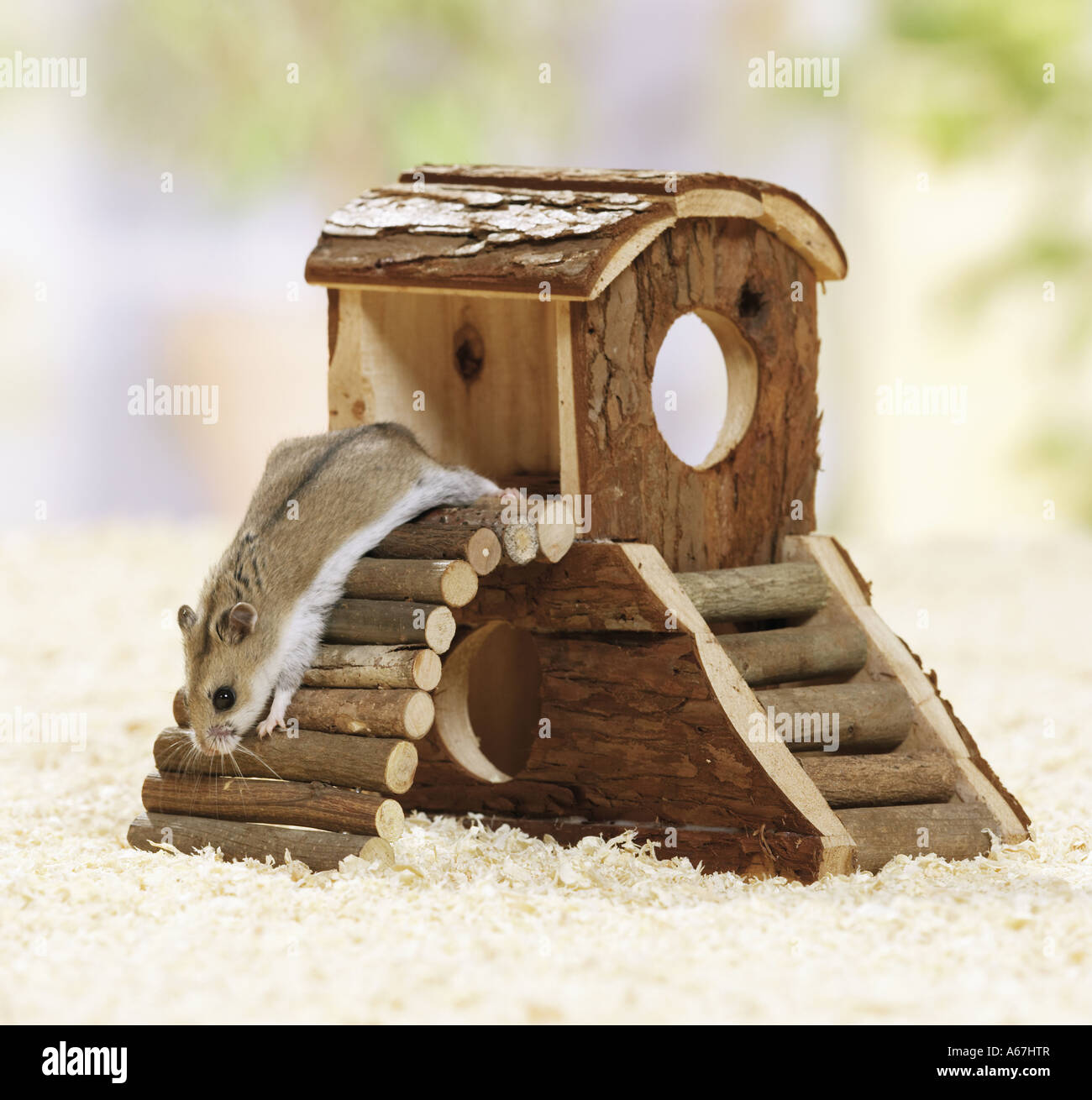 Chinese Hamster climbing / Cricetulus griseus Stock Photo Alamy