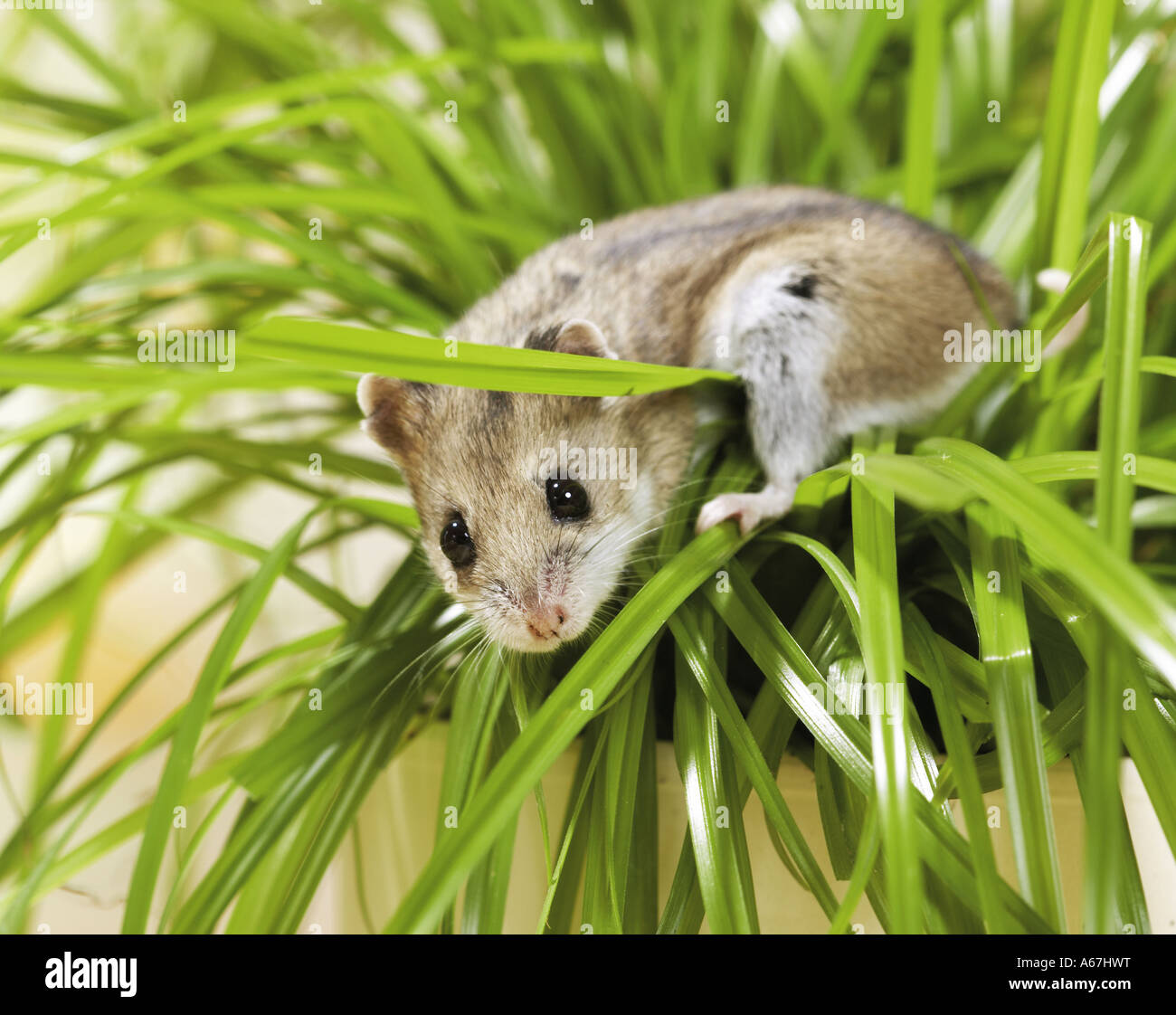 chinese hamster on pland / Cricetulus griseus Stock Photo Alamy