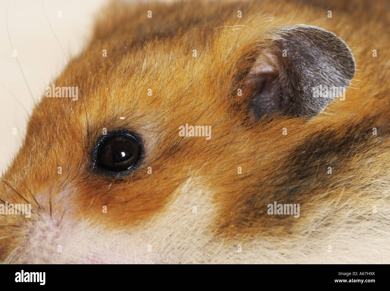 golden hamster eye / Mesocricetus auratus Stock Photo Alamy