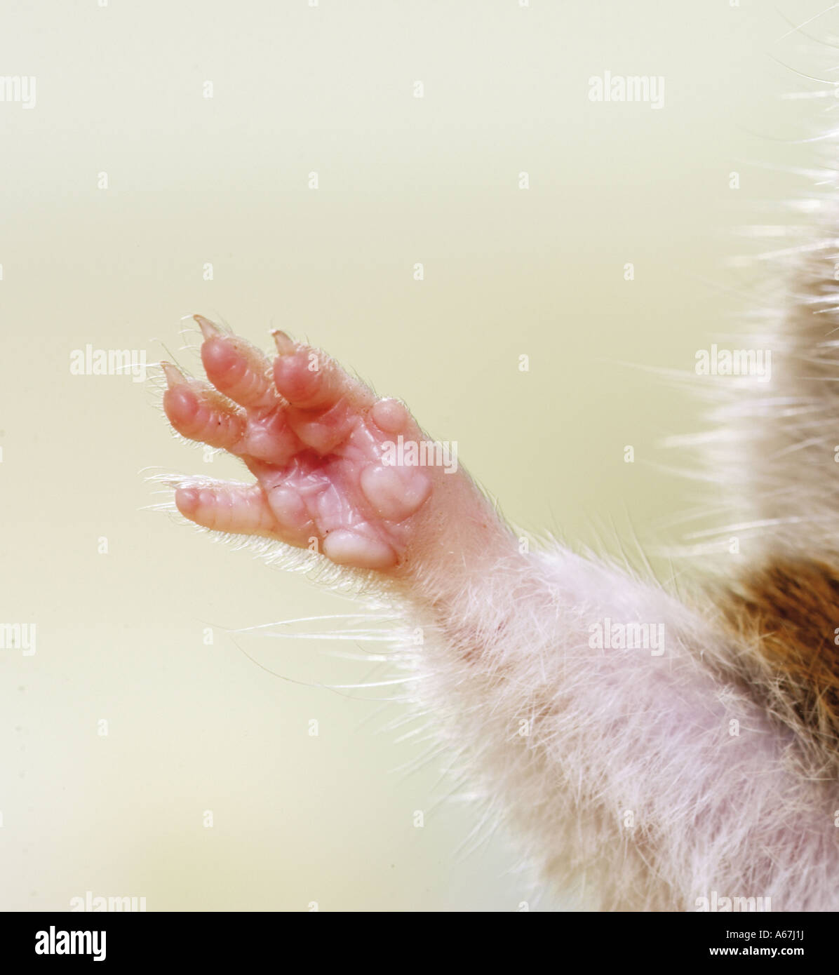 golden hamster paw / Mesocricetus auratus Stock Photo Alamy