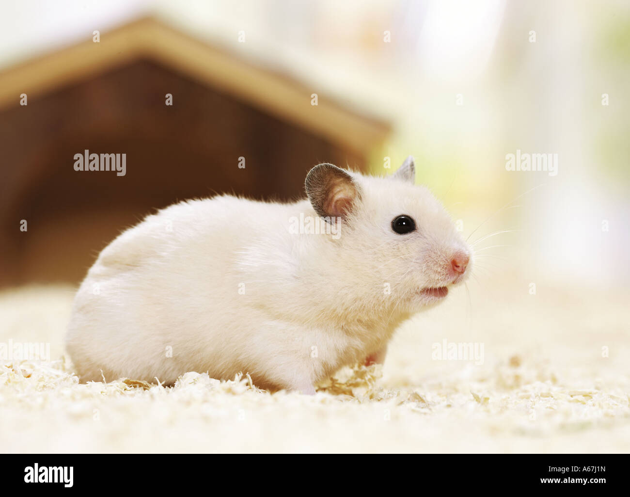golden hamster / russian hamster - standing Stock Photo