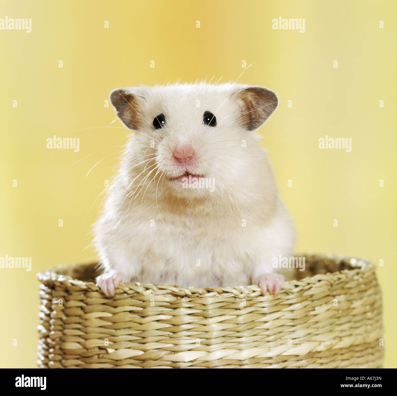 golden hamster / russian hamster Stock Photo