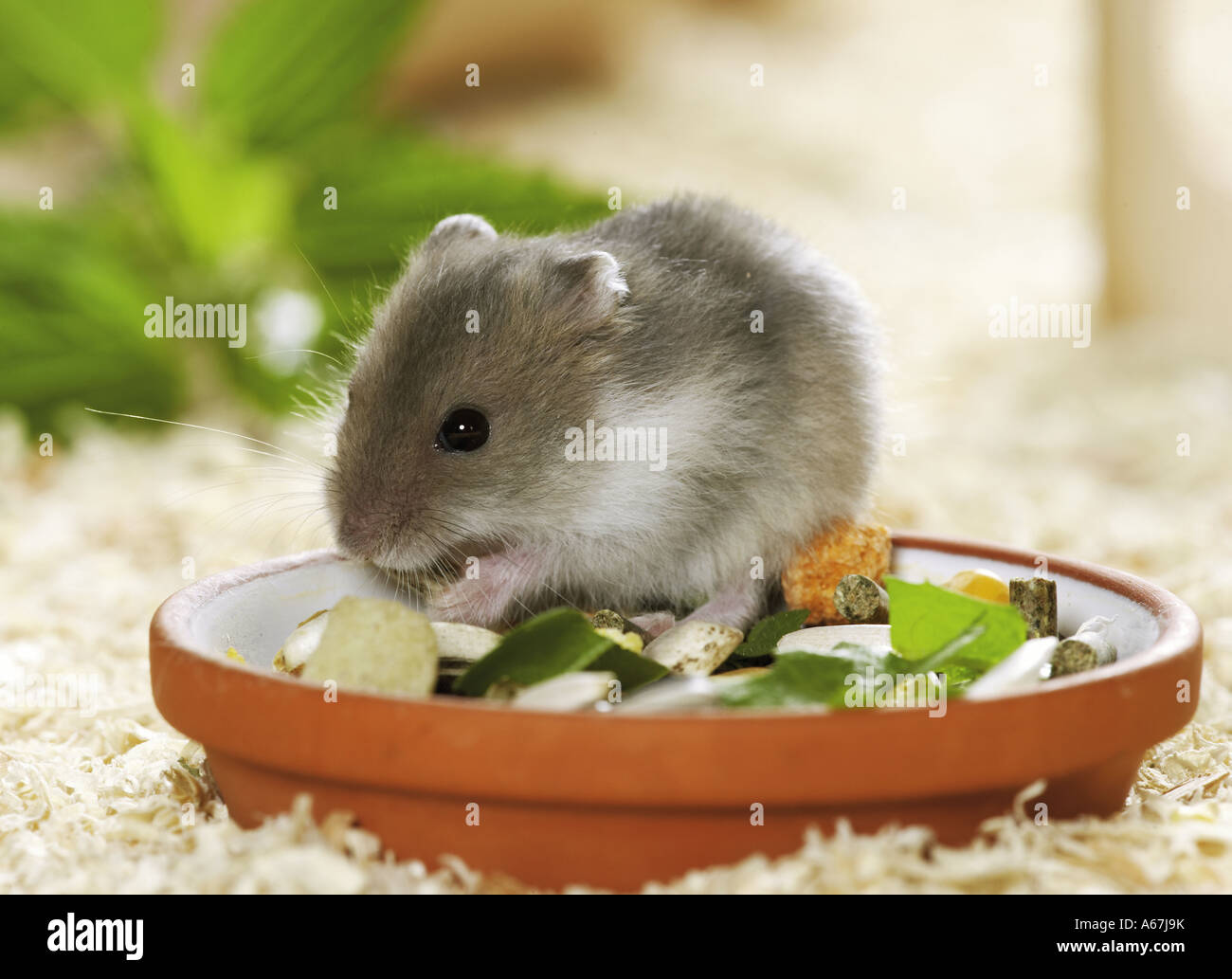 young Dzhungarian Dwarf Hamster - munching / Phodopus sungorus Stock Photo