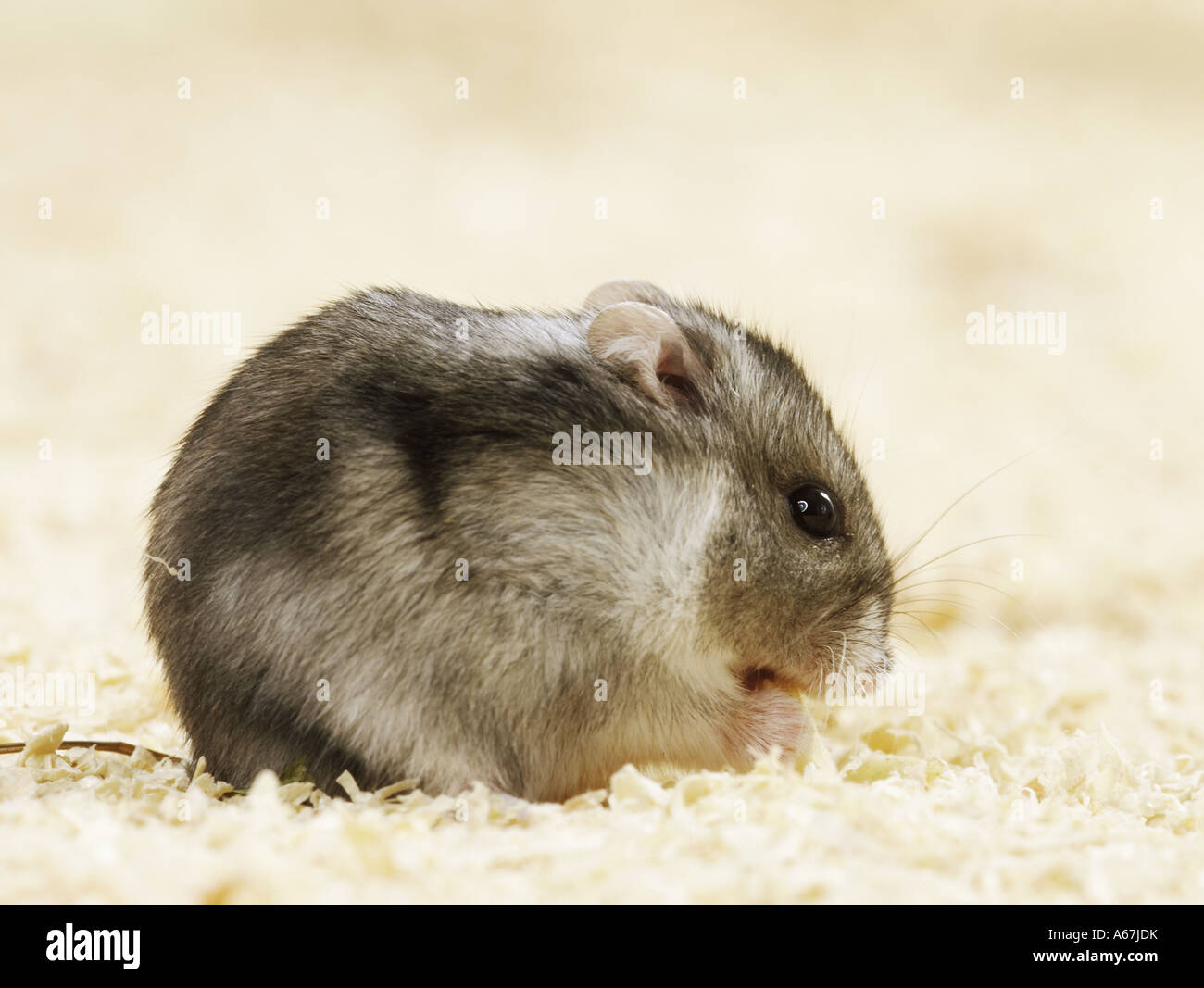 Dzhungarian Dwarf Hamster / Phodopus sungorus Stock Photo - Alamy