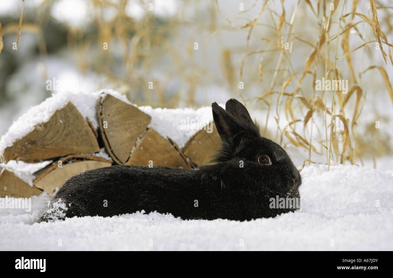 Black dwarf hi-res stock photography and images - Alamy