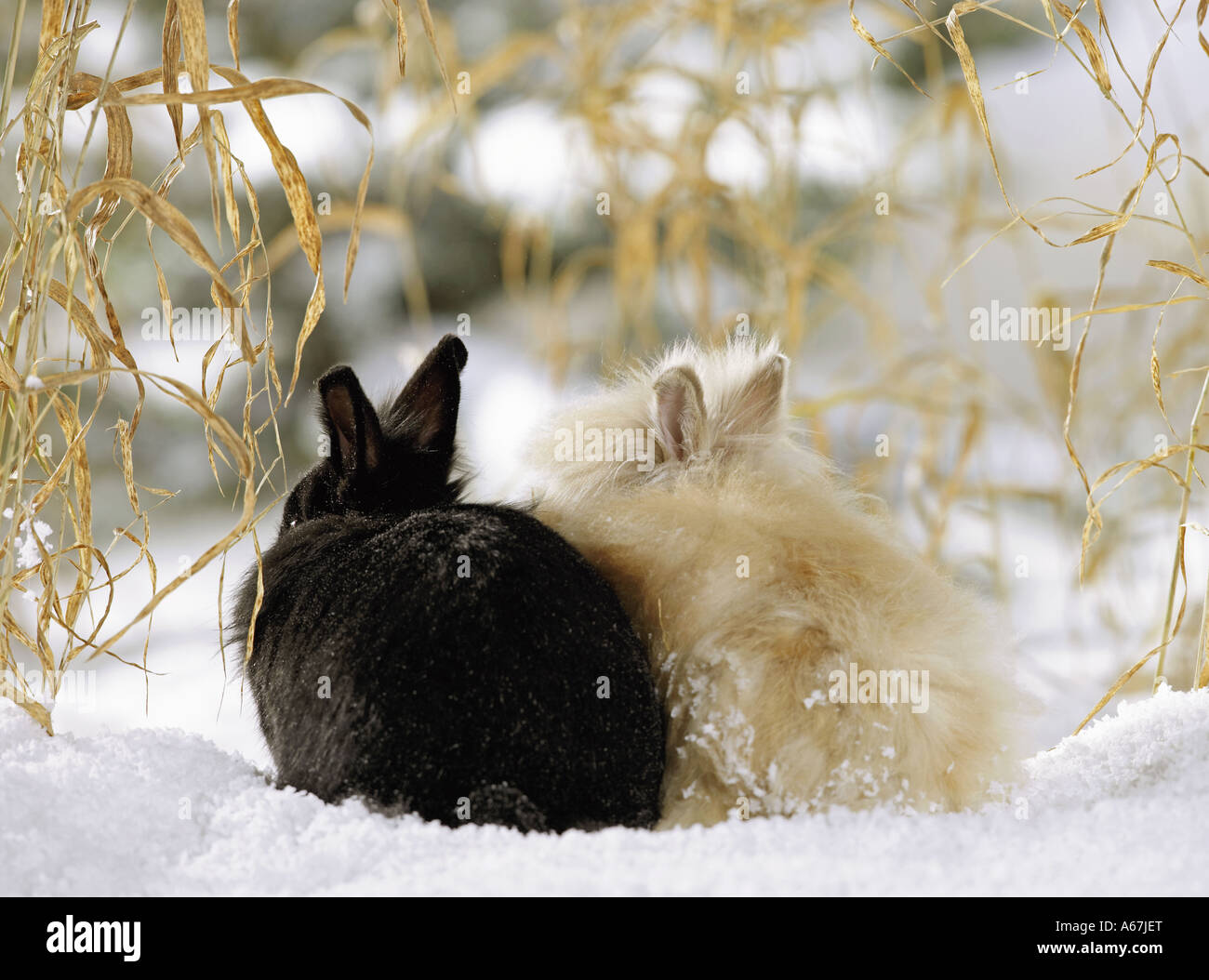 Angora Rabbits Stock Photos & Angora Rabbits Stock Images - Alamy