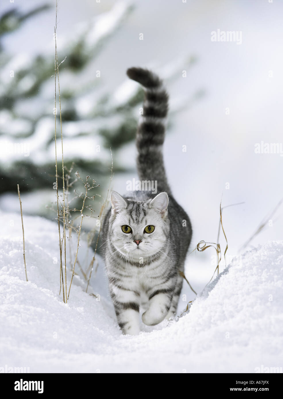 British Shorthair cat walking in snow Stock Photo Alamy