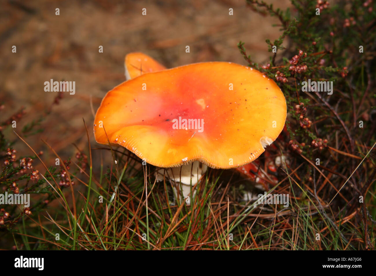 Close up picture of fungus, common name The Sickener,  Russula emetica Stock Photo