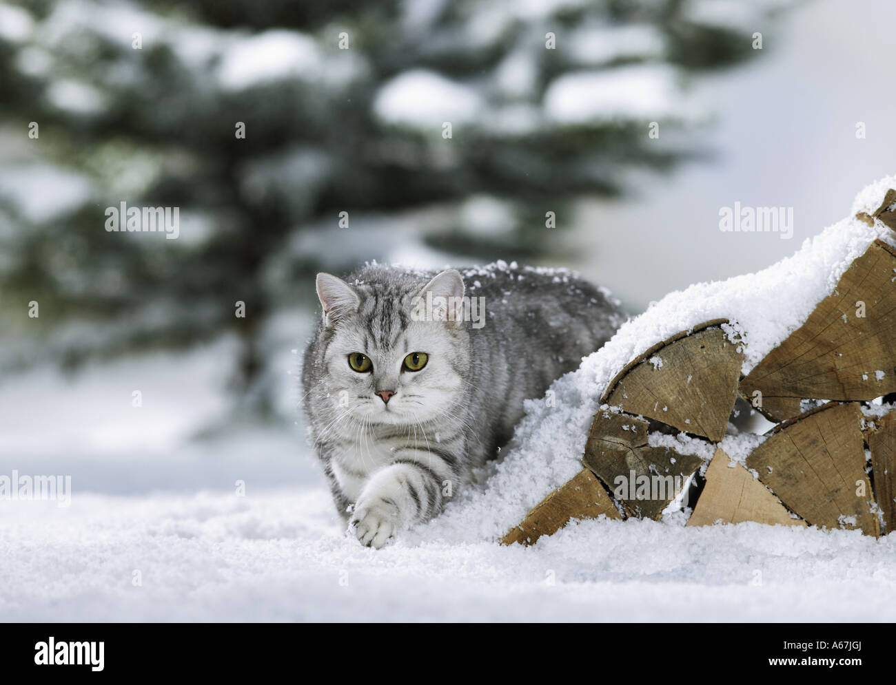 British Shorthair cat walking in snow Stock Photo Alamy