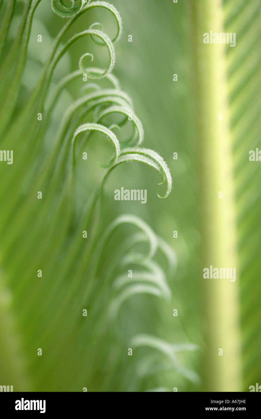Close up of curling leaf of Japanese Sago Palm Cycas revoluta Stock Photo Alamy