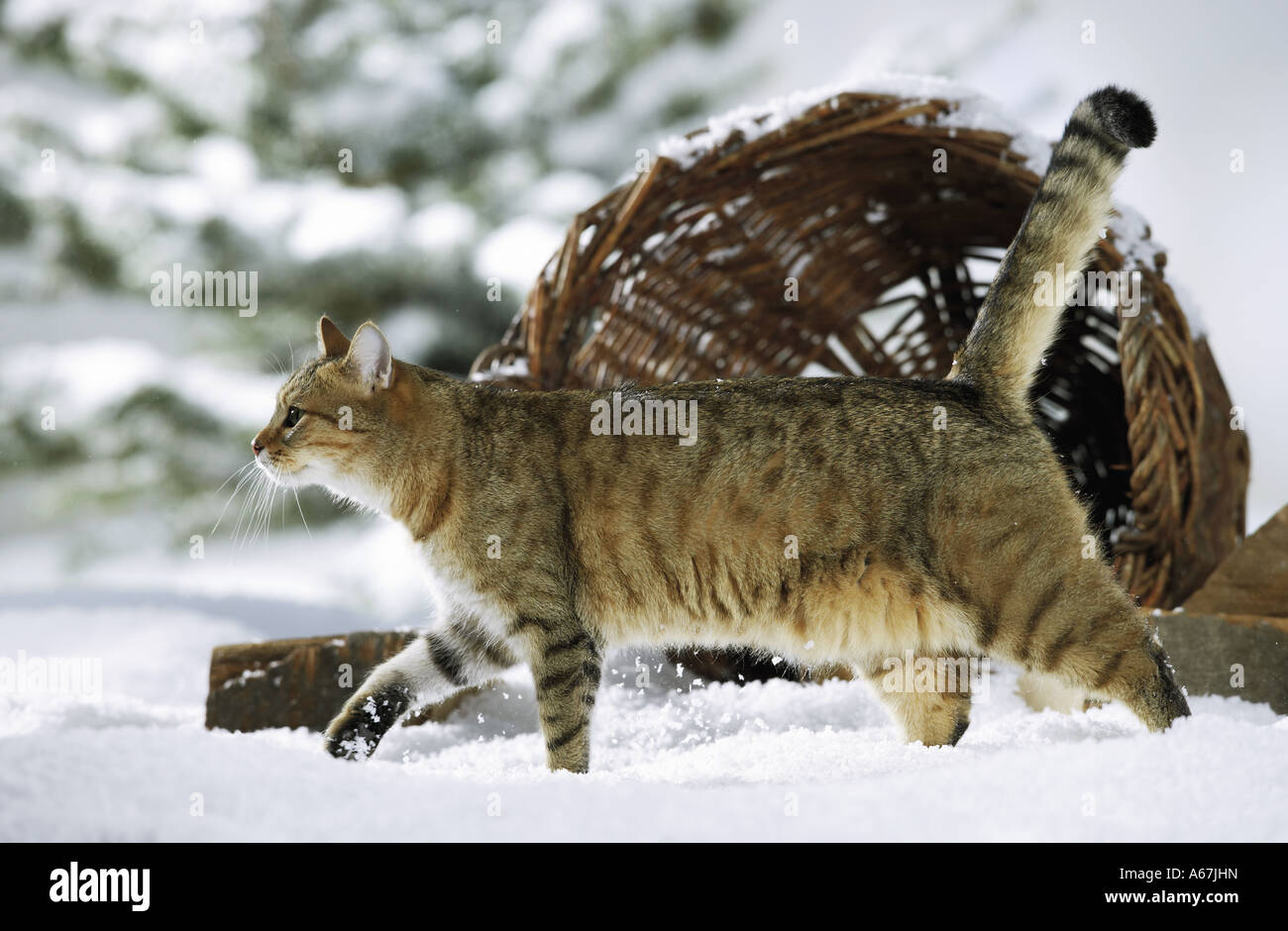 domestic cat walking in snow Stock Photo Alamy