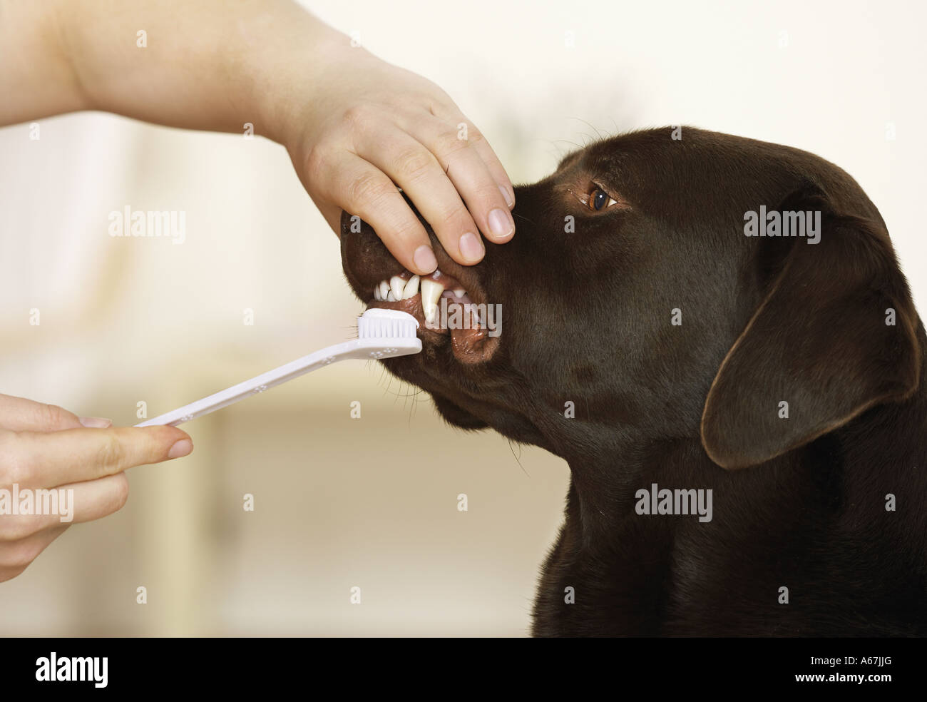Labrador Retriever cleaning teeth Stock Photo Alamy