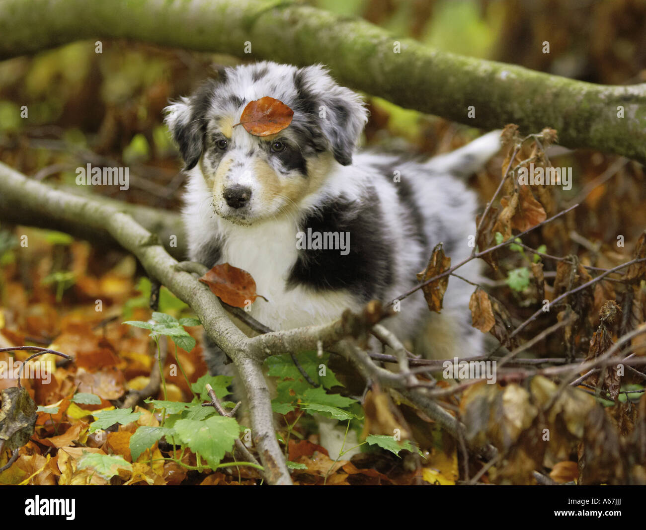 Australian Shepherd puppy Stock Photo