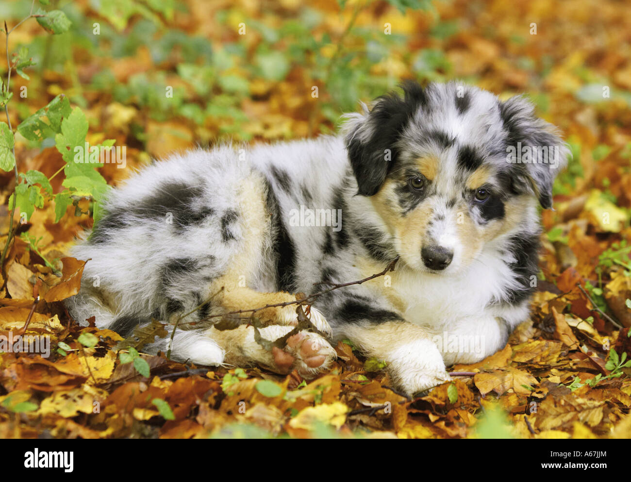 Australian Shepherd puppy - lying in autum foliage Stock Photo