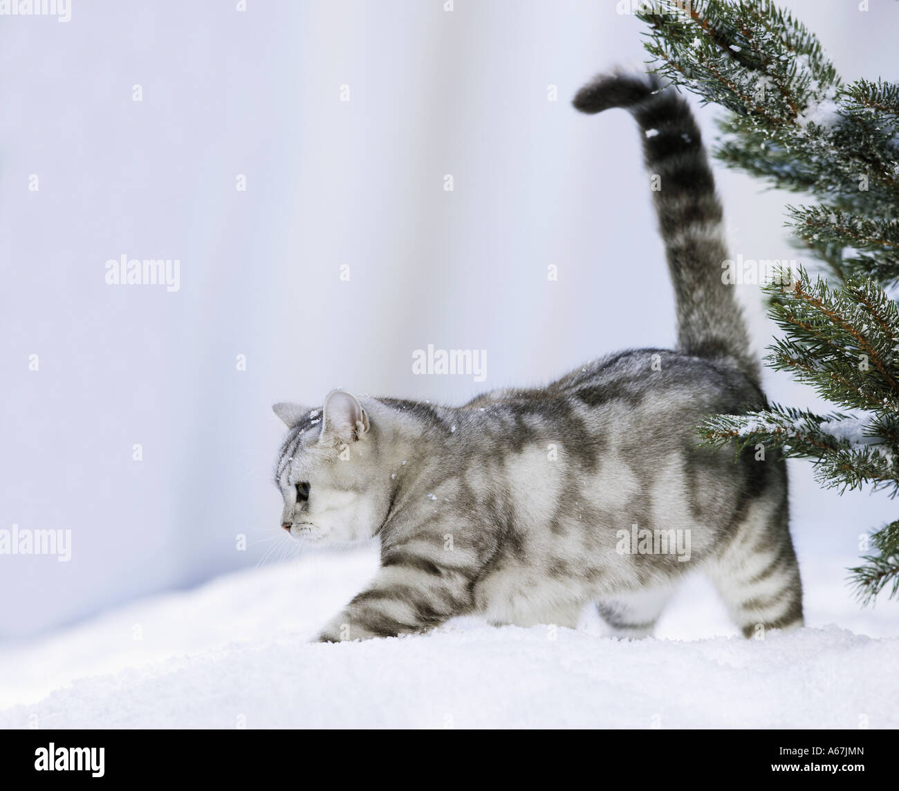 British Shorthair cat walking in snow Stock Photo Alamy