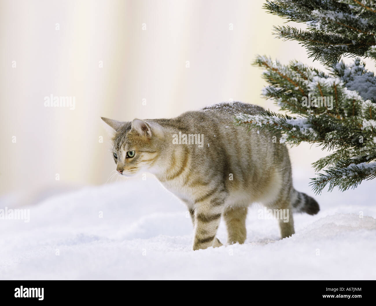 domestic cat walking in snow Stock Photo Alamy