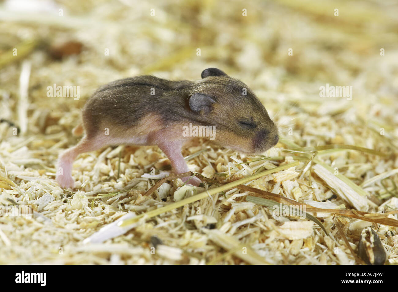 Campbells dwarf hamster hires stock photography and images Alamy