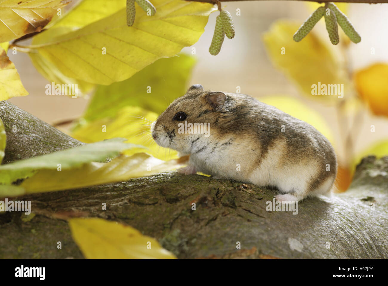 Two Campbell dwarf hamster eating peanuts on moss-covered ground. This  rodent has the scientific name Phodopus campbelli. Nature Stock Photos