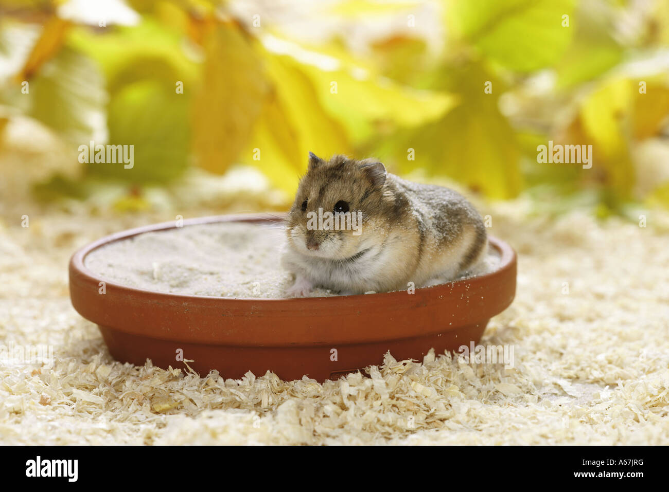 Campbell' Dwarf Hamster taking a sand bath / Phodopus campbelli Stock Photo Alamy