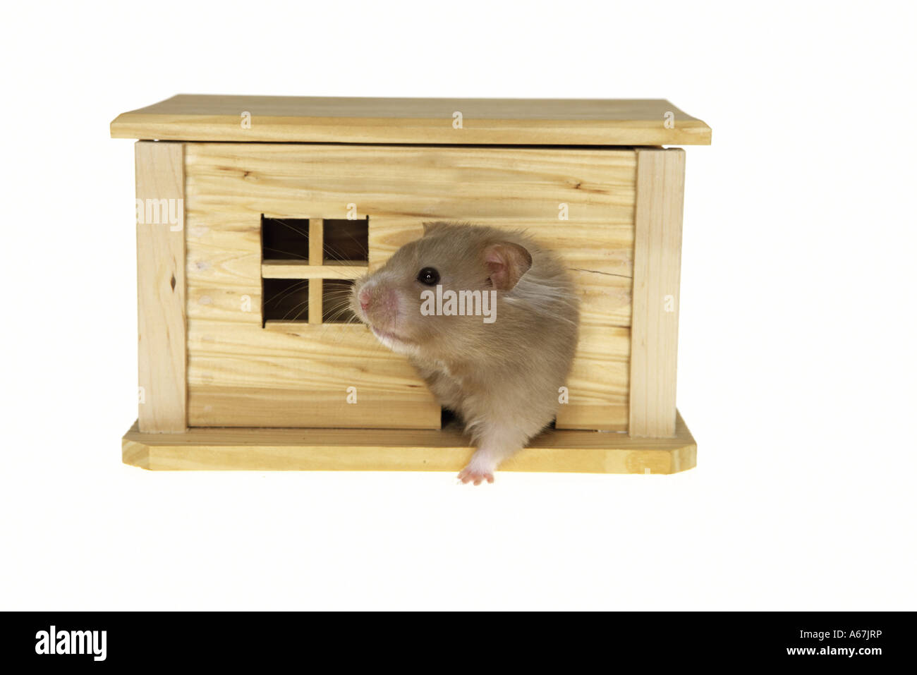 golden hamster in house - cut out / Mesocricetus auratus Stock Photo