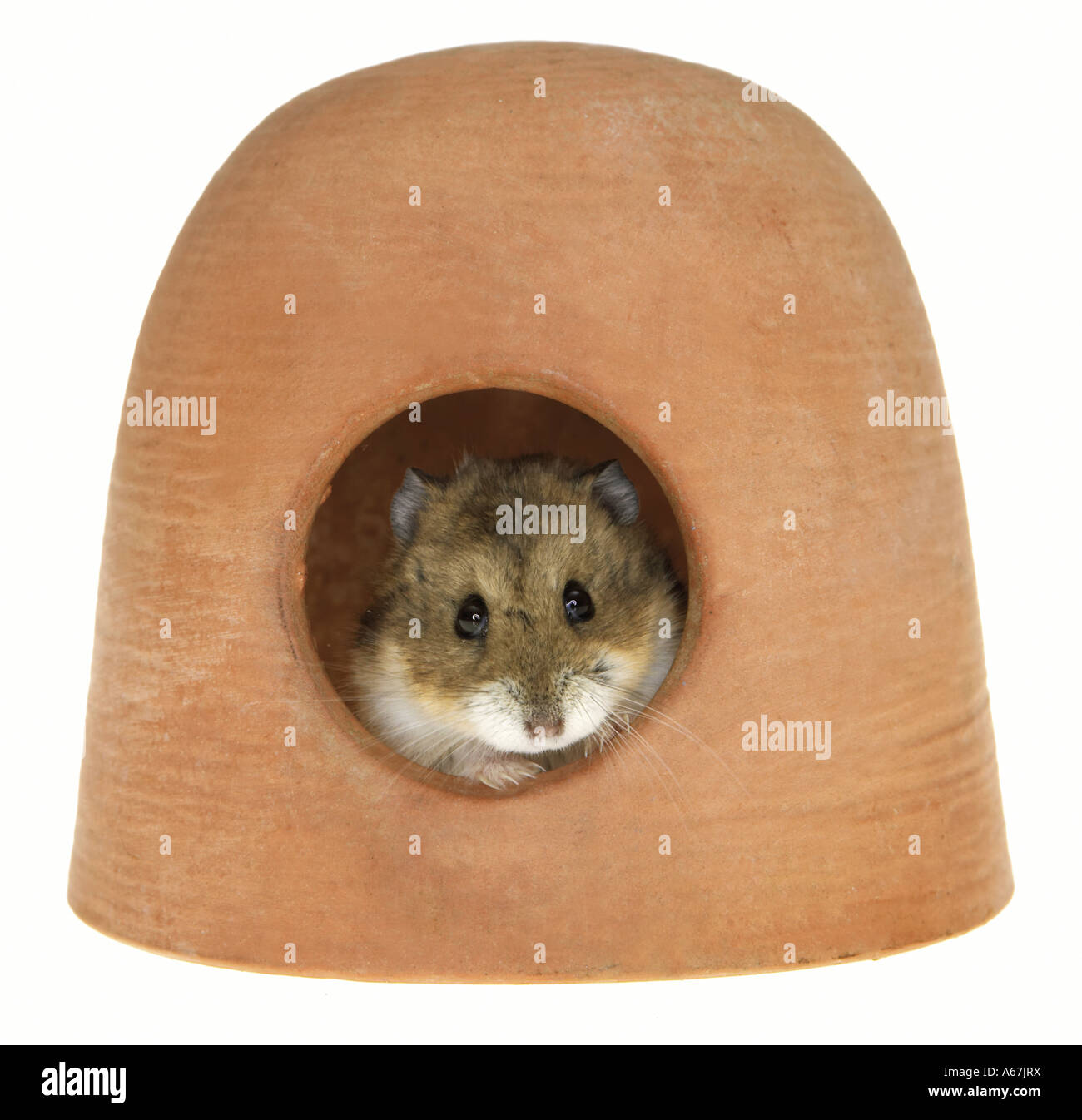 Campbell's Dwarf Hamster in house - cut out / Phodopus campbelli Stock Photo