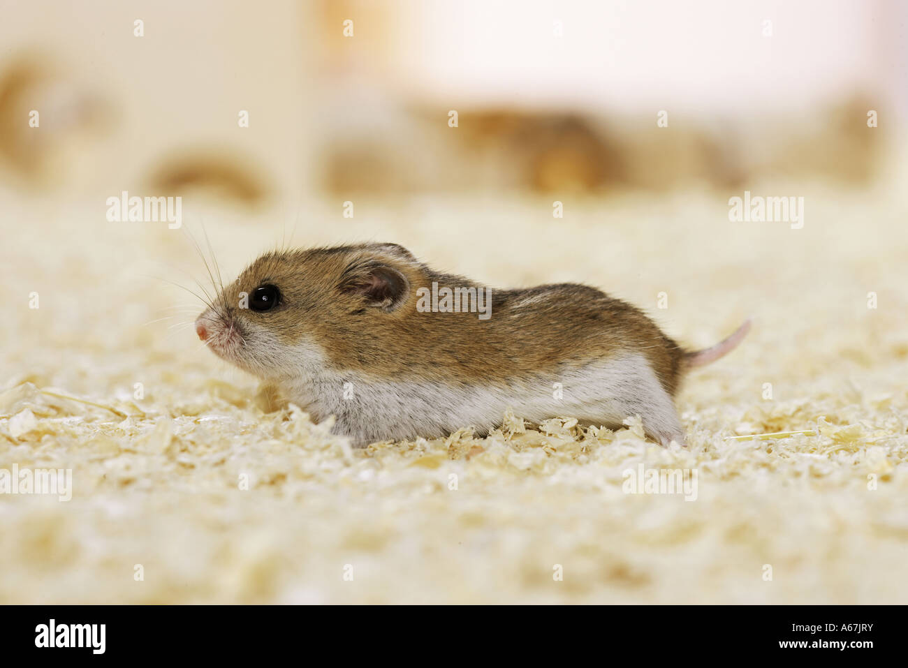 chinese hamster / Cricetulus griseus Stock Photo