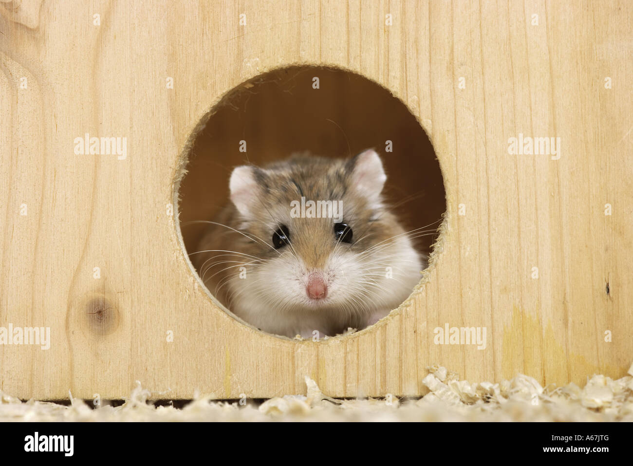 Roborovski hamster in house / Phodopus roborovskii Stock Photo