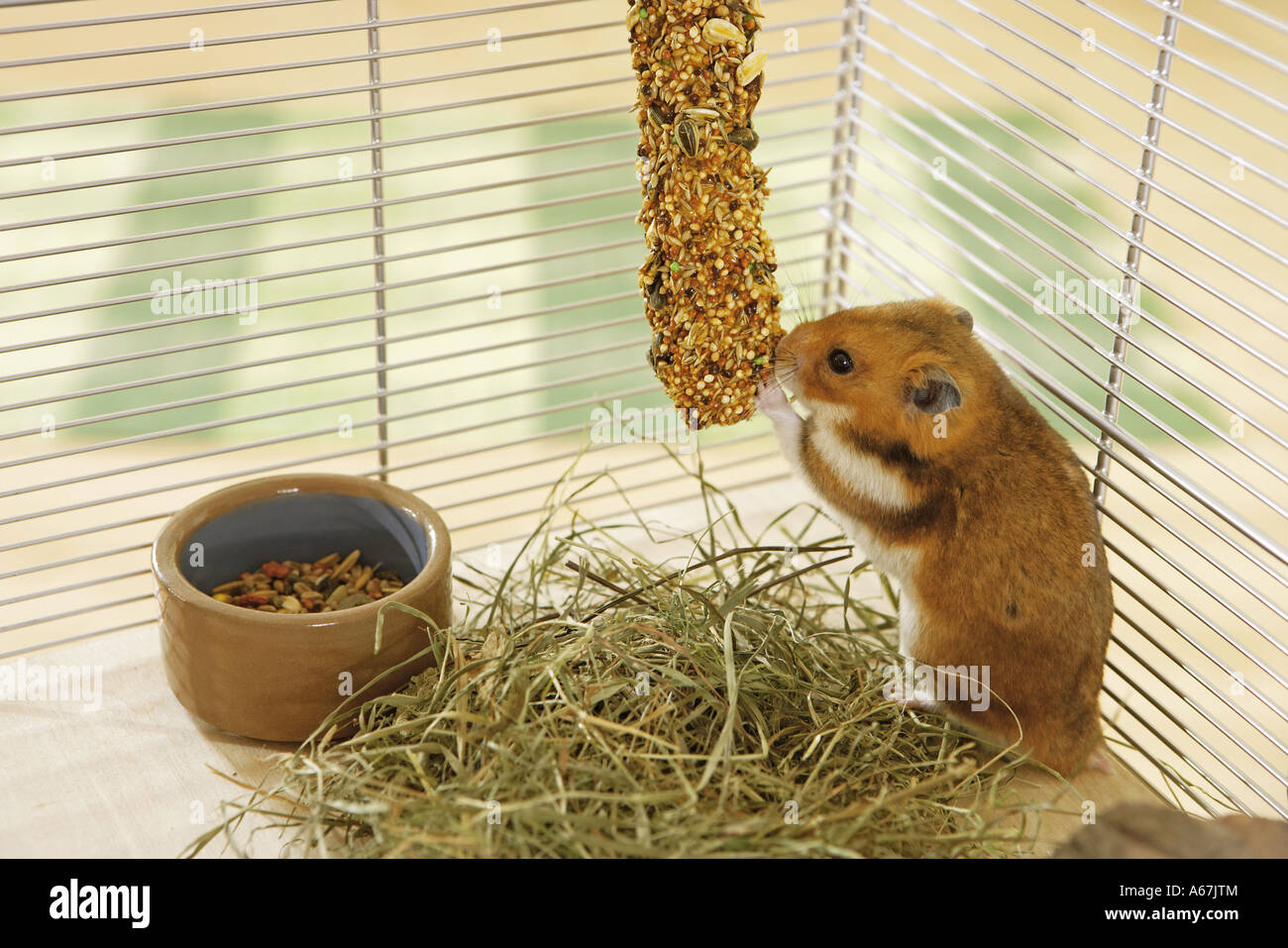 Hamster cage hires stock photography and images Alamy