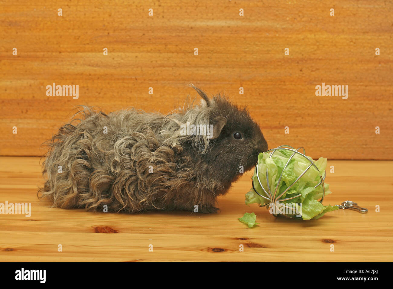 View of Texel guinea pig with salad Stock Photo - Alamy