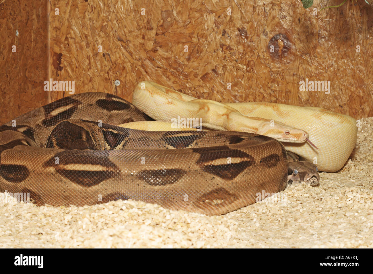 redtailed boa and albino redtailed boa / Boa constrictor constrictor