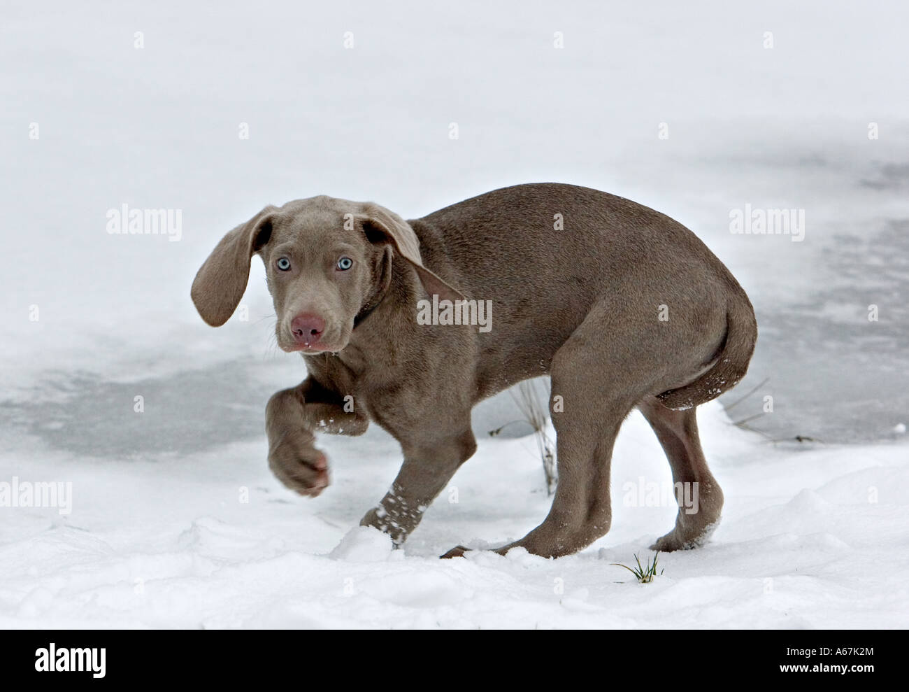 Weimaraner puppy (10 weeks) - in snow Stock Photo