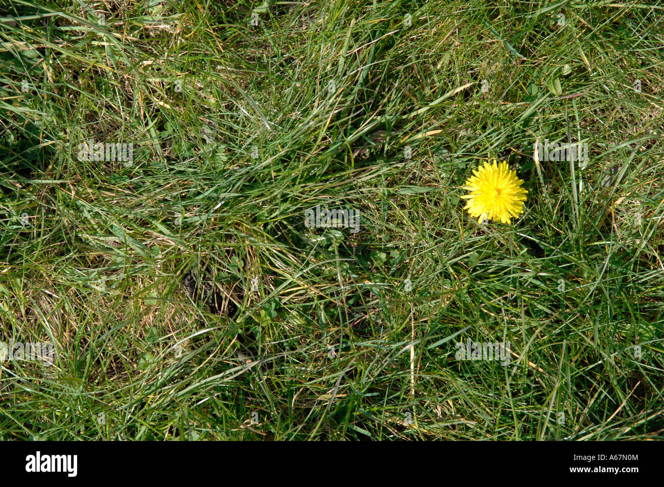 Flower in Grass Stock Photo - Alamy