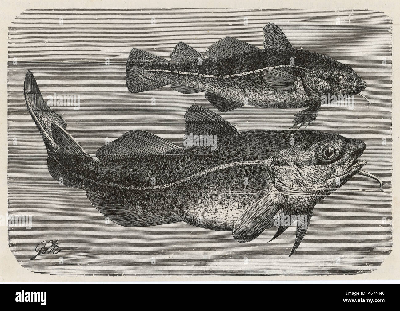Engraving Of A Cod 1895 Stock Photo