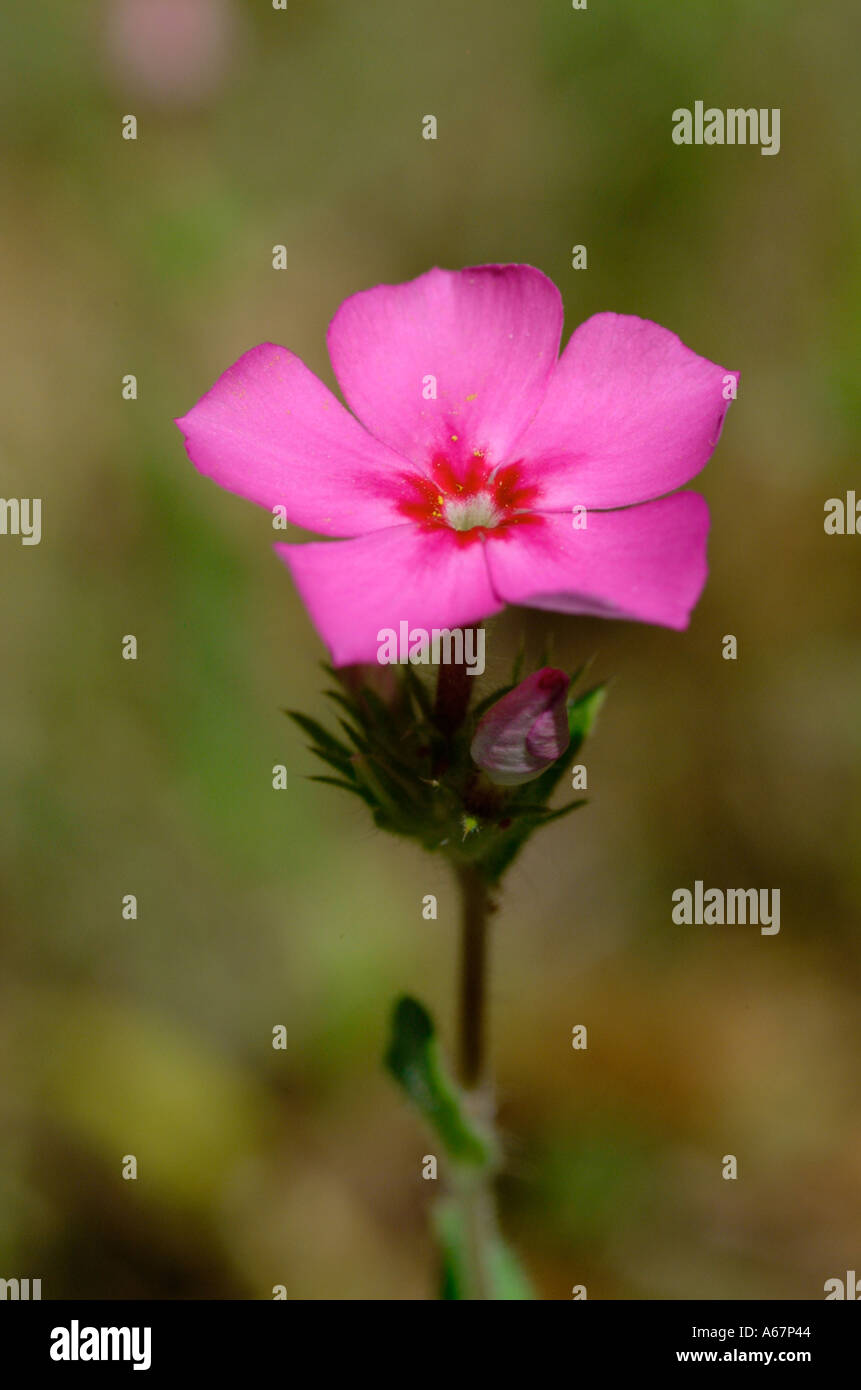 Phlox flowers wild Stock Photo - Alamy