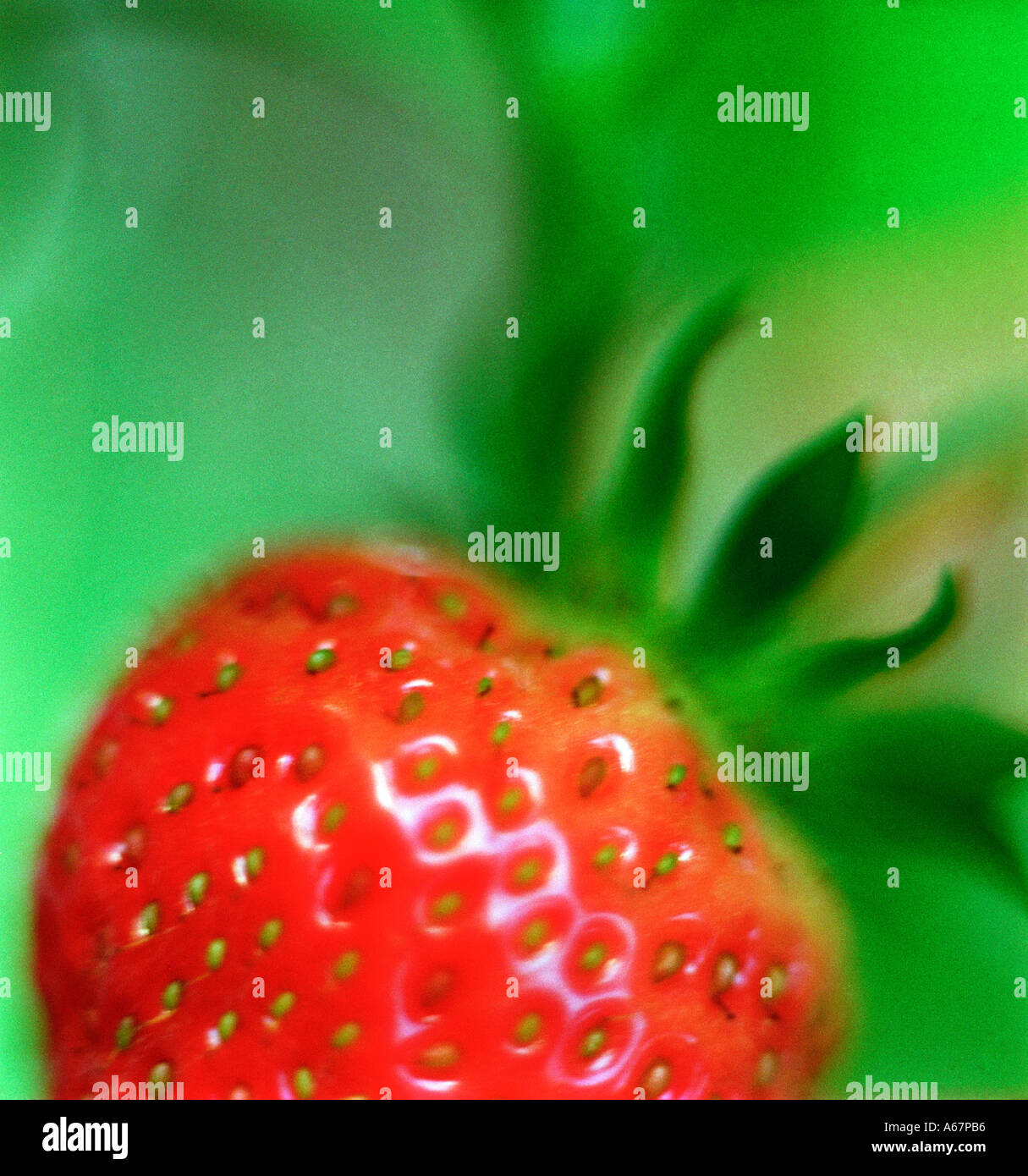 Strawberry Stock Photo