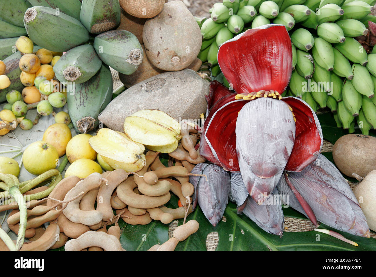 Miami Florida,Homestead,Fruit & Spice Park,Asian Culture Festival