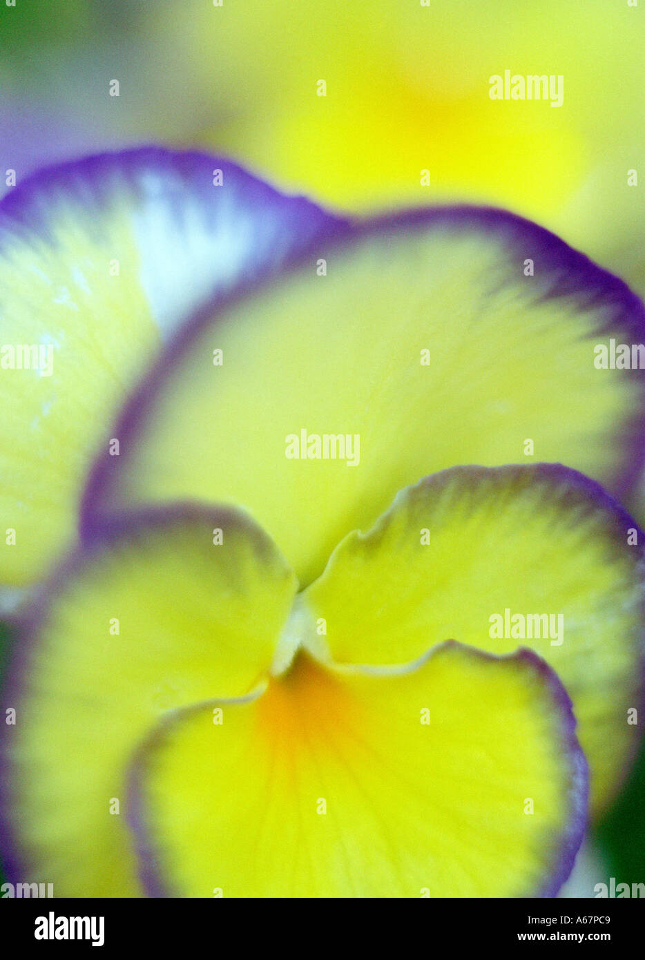 A Pansy Stock Photo