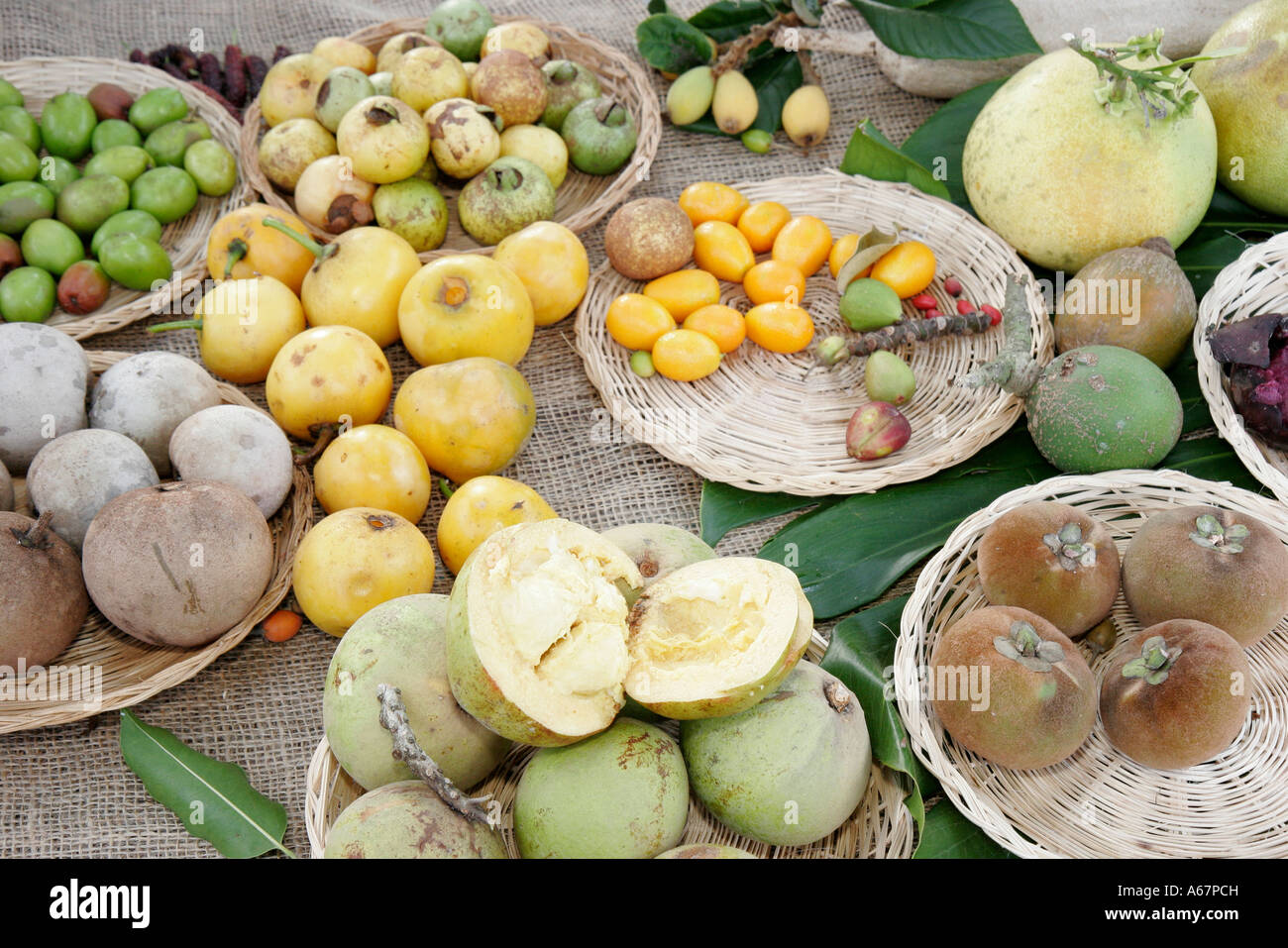 Miami Florida,Homestead,Fruit & Spice Park,Asian Culture Festival,festivals fair,fair exotic