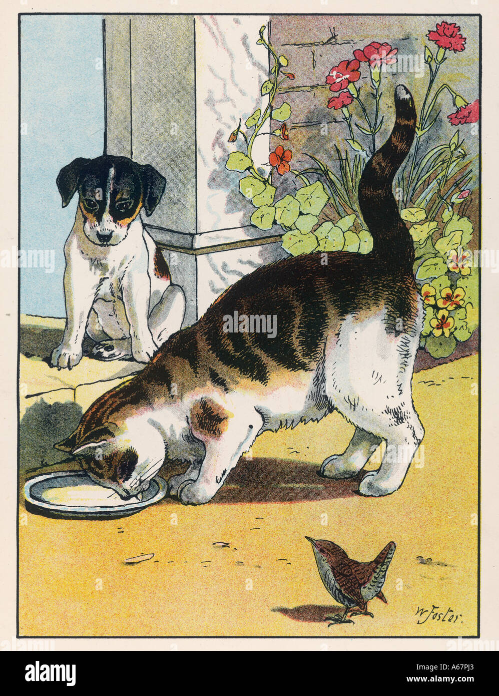 Can A Cat Get Milk From A Dog