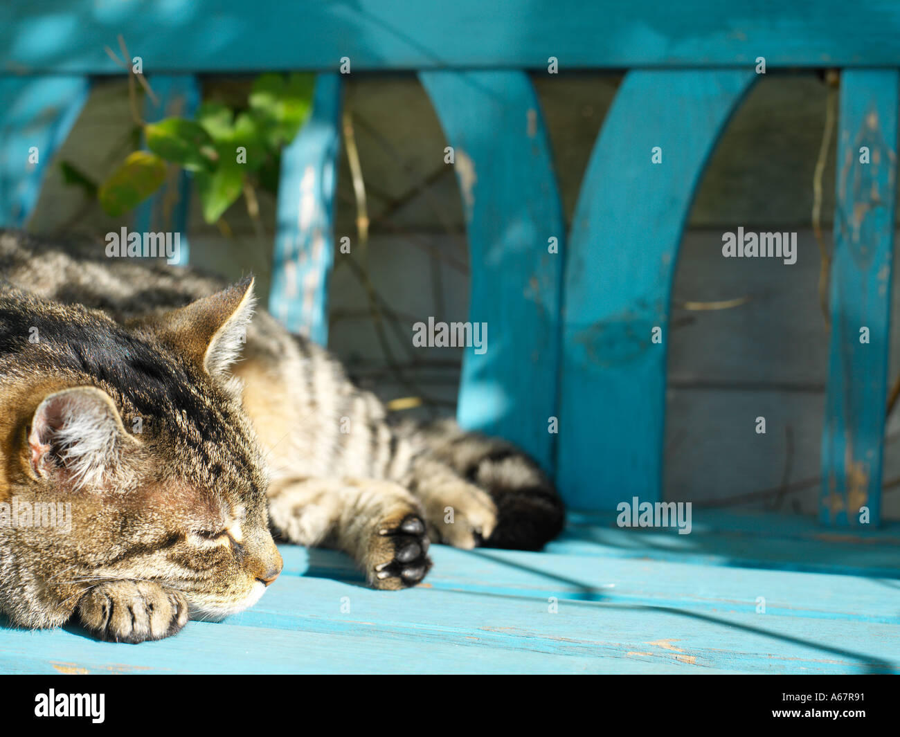 tabby cat lying on blue bench in sun Stock Photo