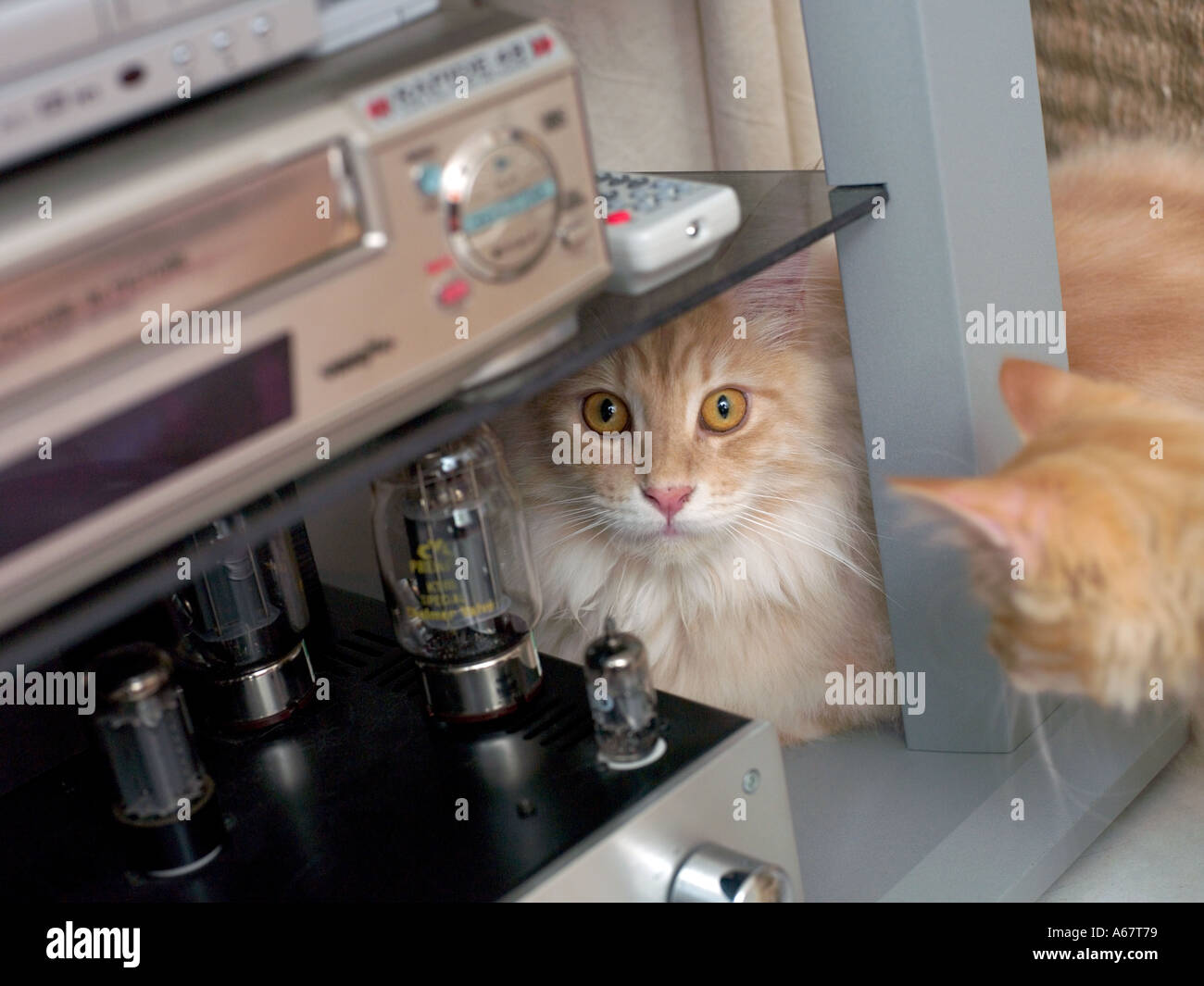 ginger cat peeking out from behind VCR player Stock Photo
