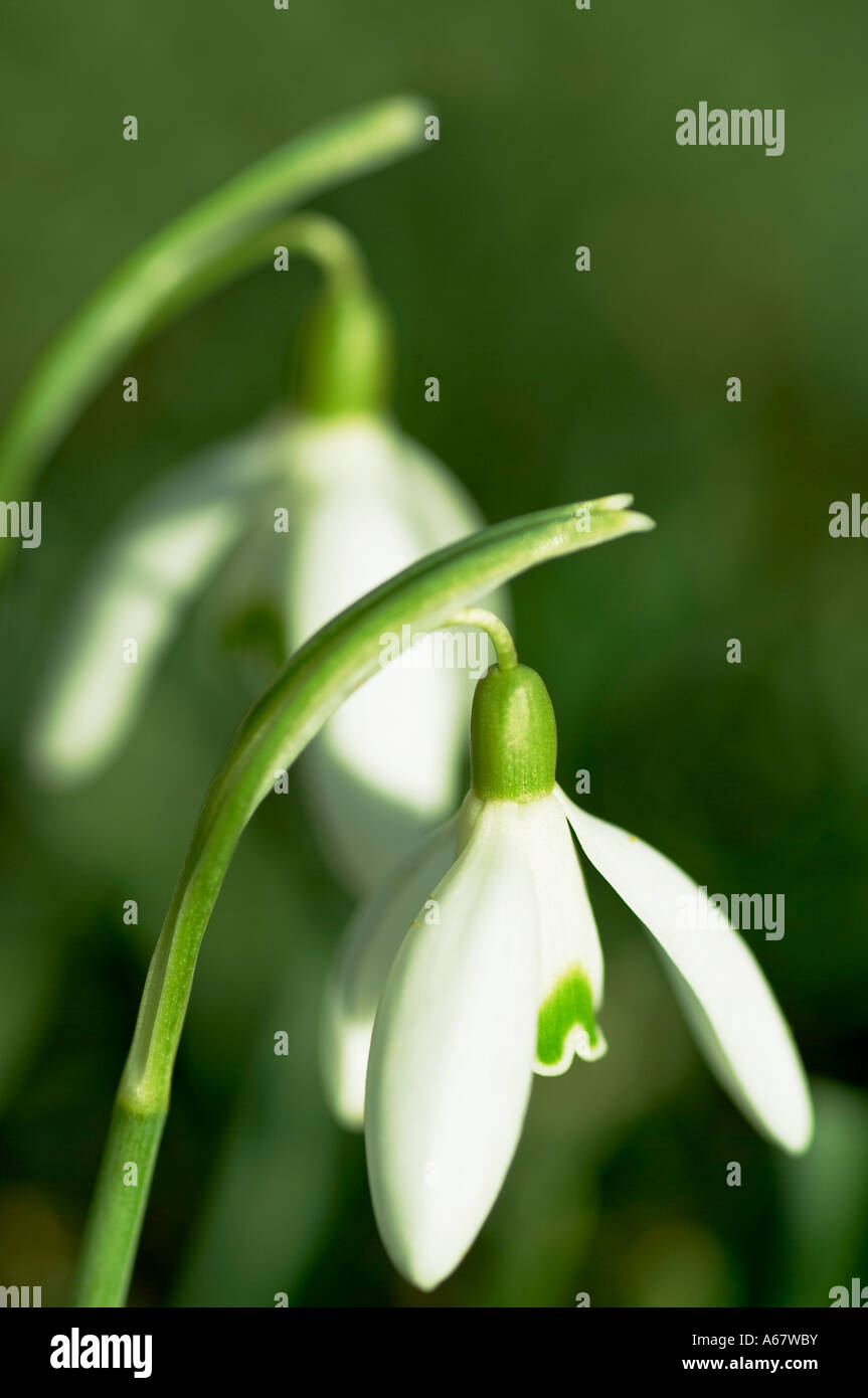 Snowdrop Galanthus Nivalis in spring Stock Photo