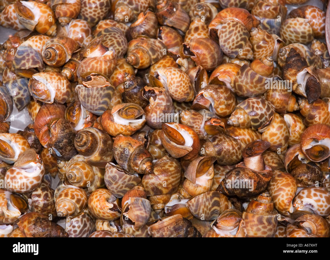 Stock photograph of shellfish for sale in a market in Hong Kong. 2006