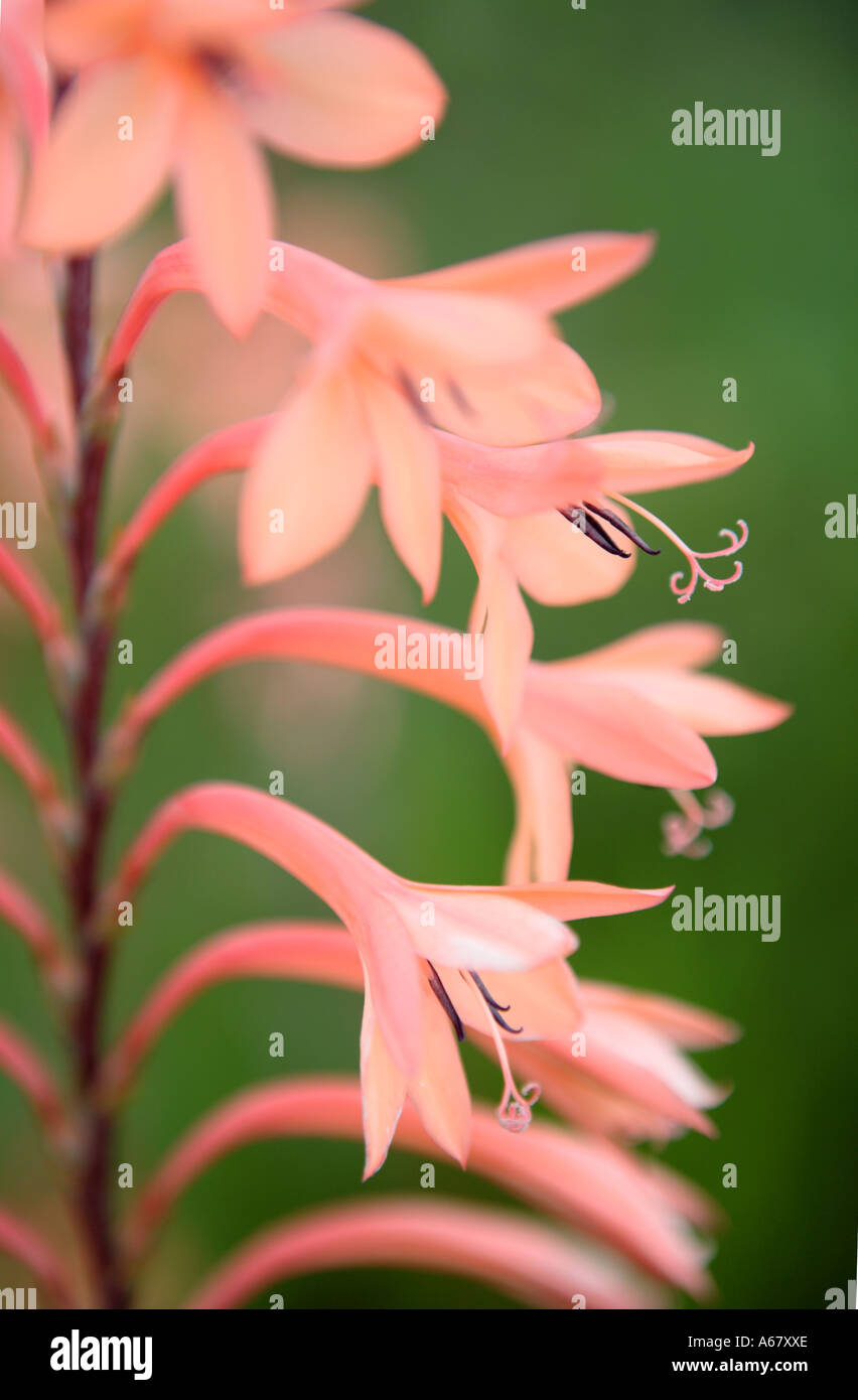 Peach pink flowering Knysna Watsonia Flower Stock Photo