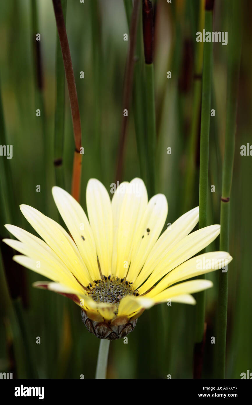 Single Silver arctotis Namaqua Daisy flower lush green background Stock Photo