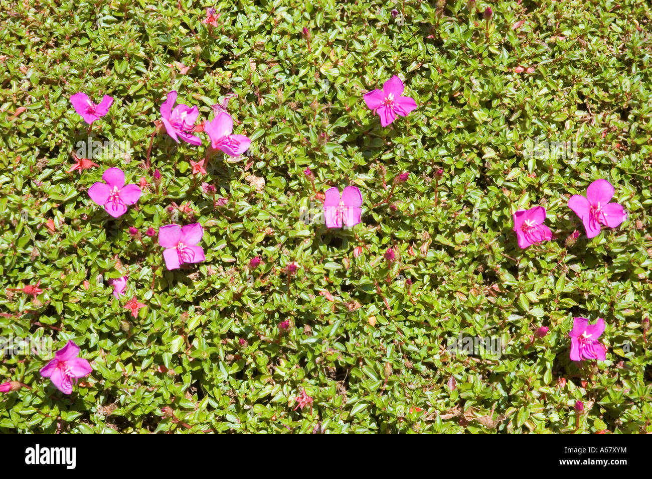 Stock photograph of pink flowers on green background. Stock Photo